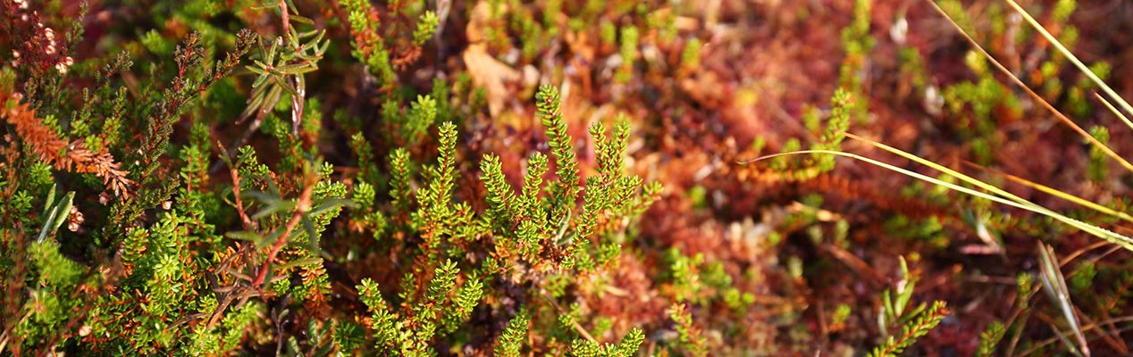 peat fields