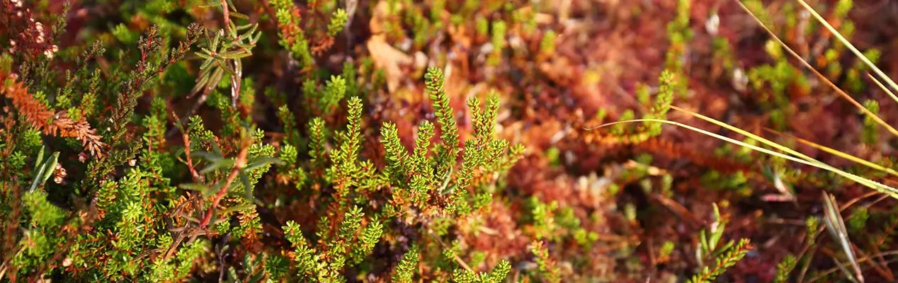 peat fields