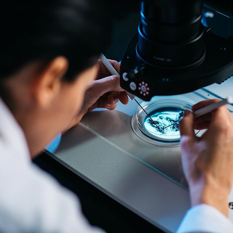 Team member looking at roots in a microscope