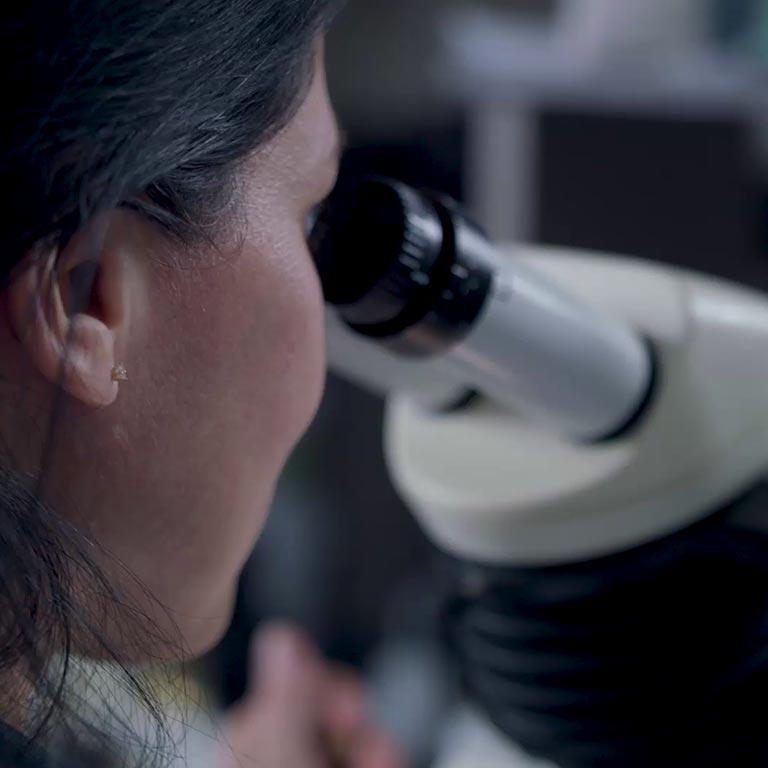 Team member looking at roots in a microscope