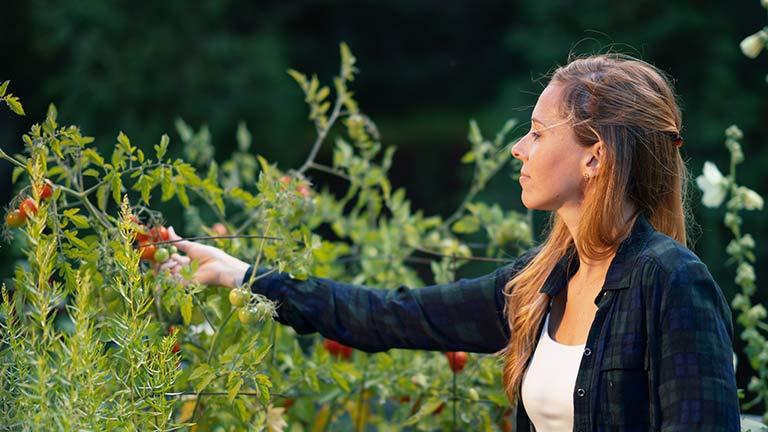 Someone harvesting a tomato 