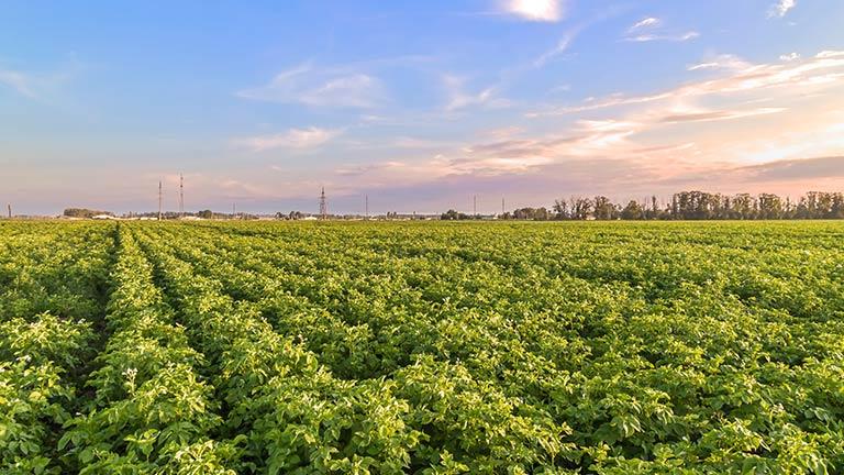 agriculture crops fields