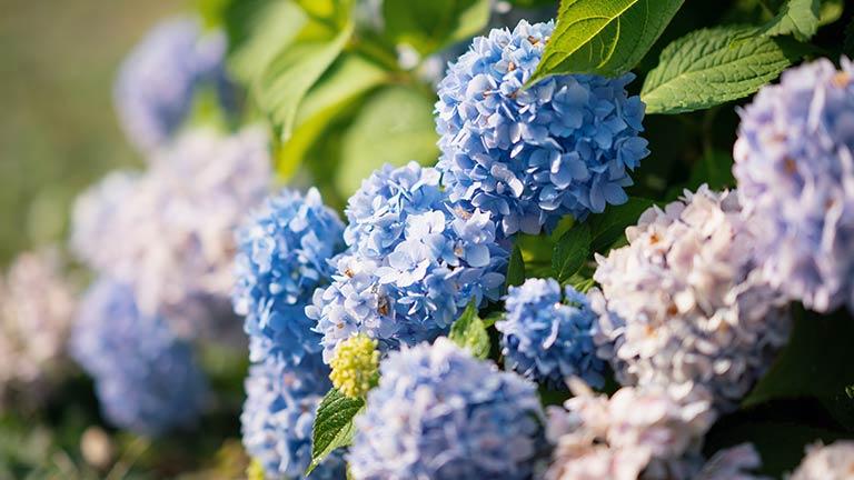 Blue flowers