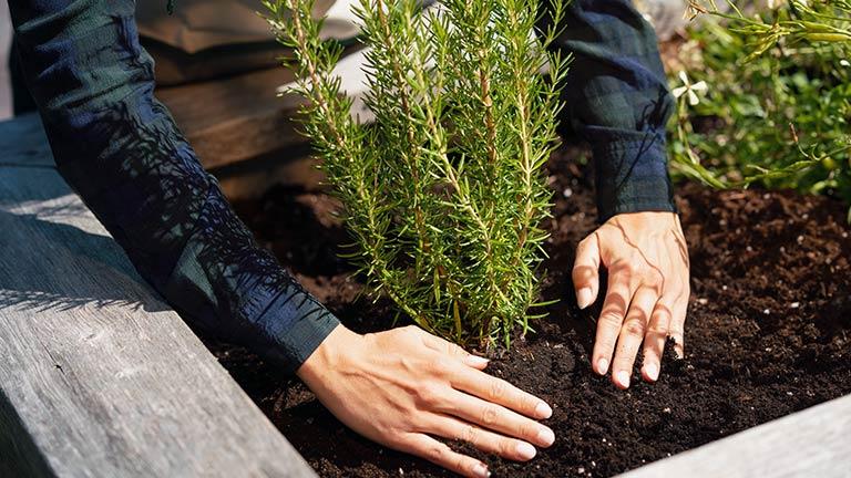 Quelqu’un jardinant