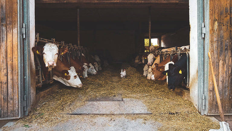 cows in a farm