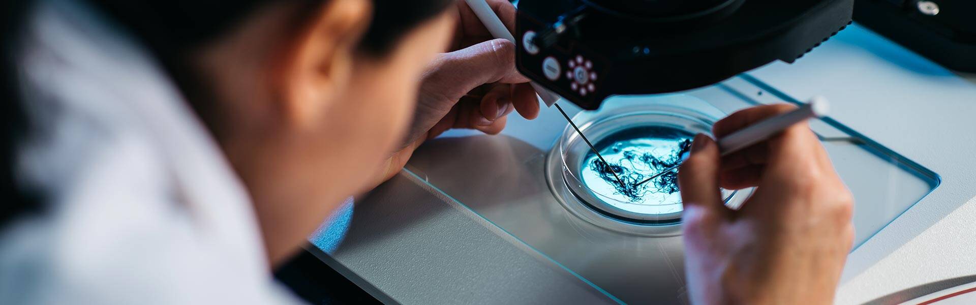 Team member looking at roots in a microscope