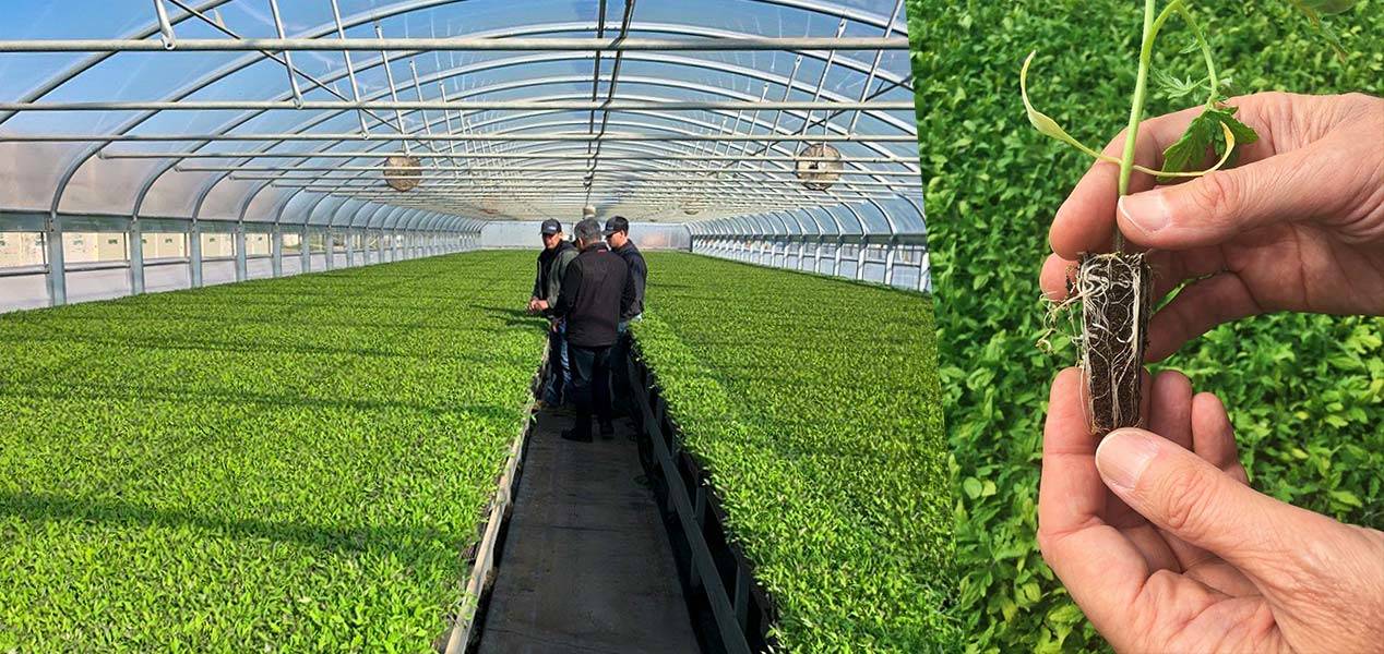 People in a greenhouse