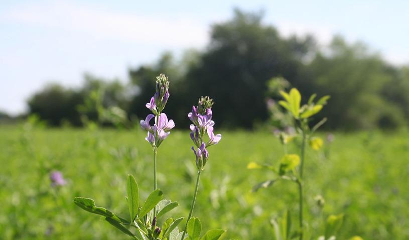 flowers in a field