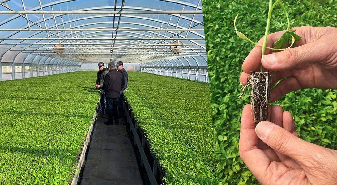 People in a greenhouse