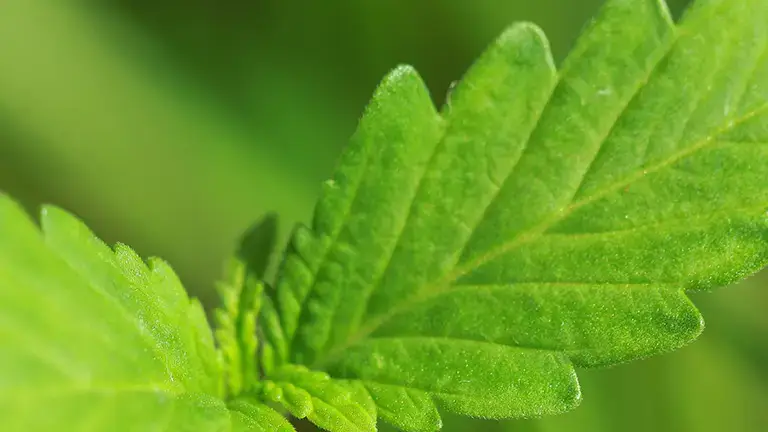 what_plante_medicinales_PTGC