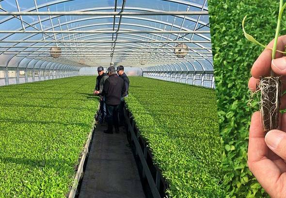 People in a greenhouse