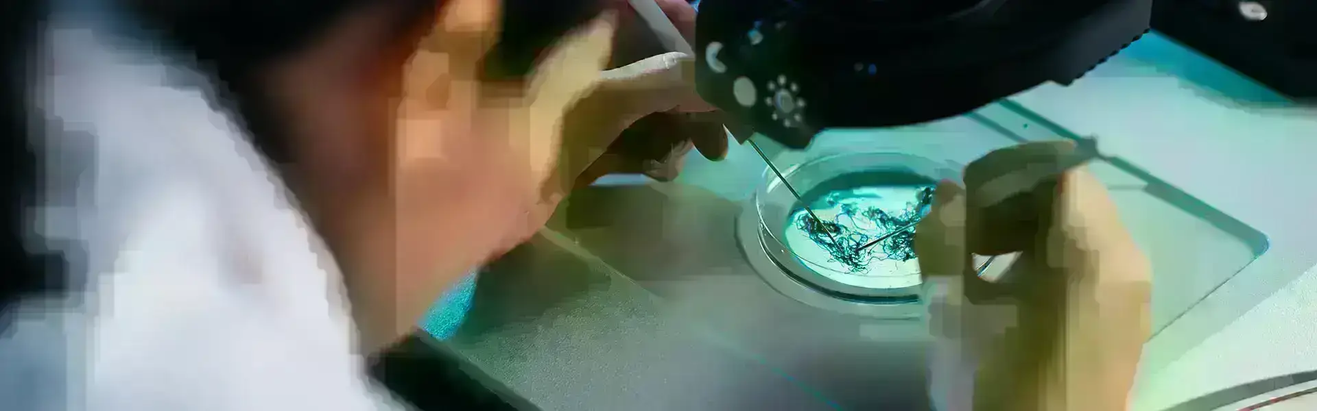 Équipiers regardant des racines dans un microscope