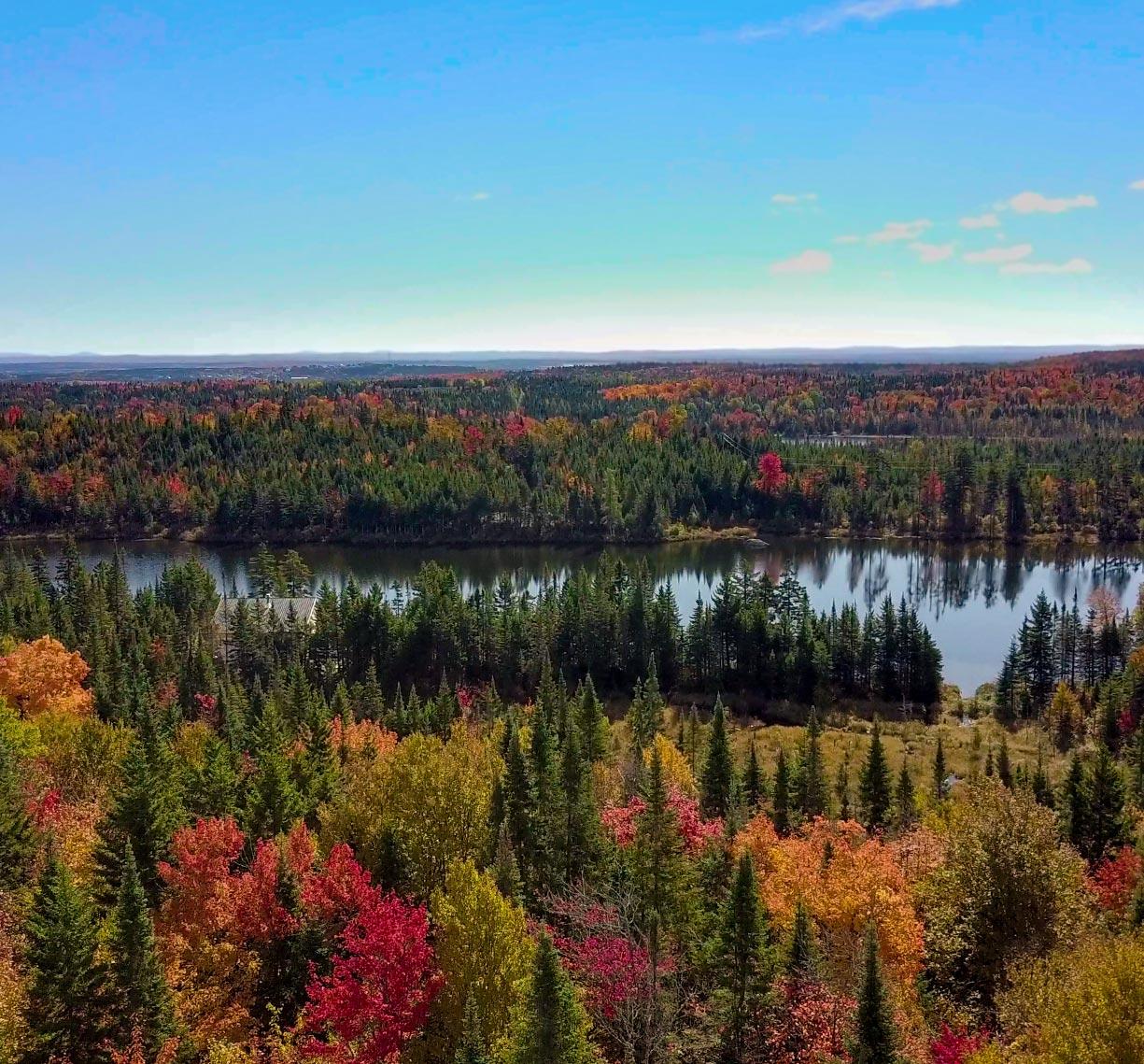 Forest in the fall