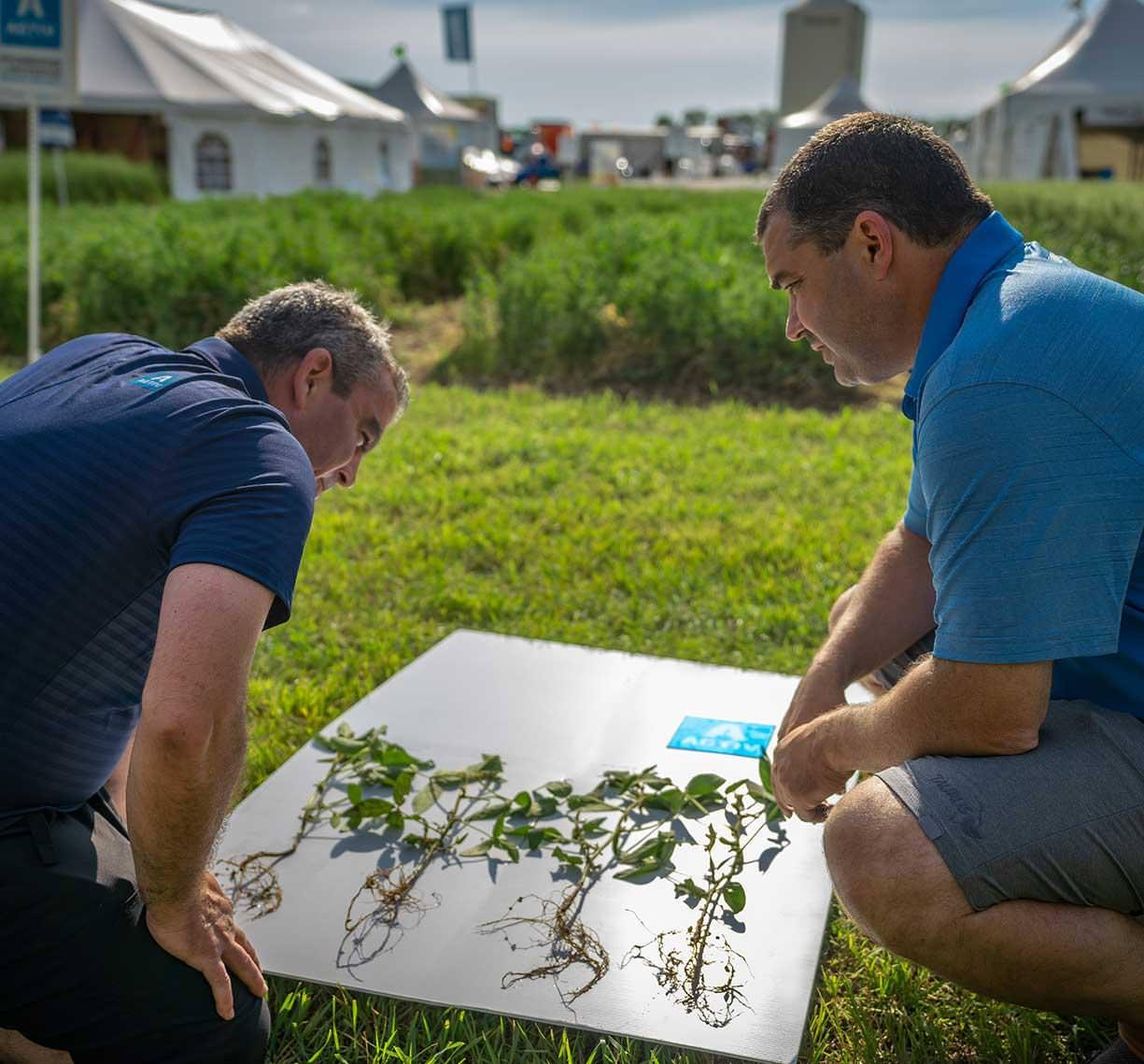 Team member looking at plant root