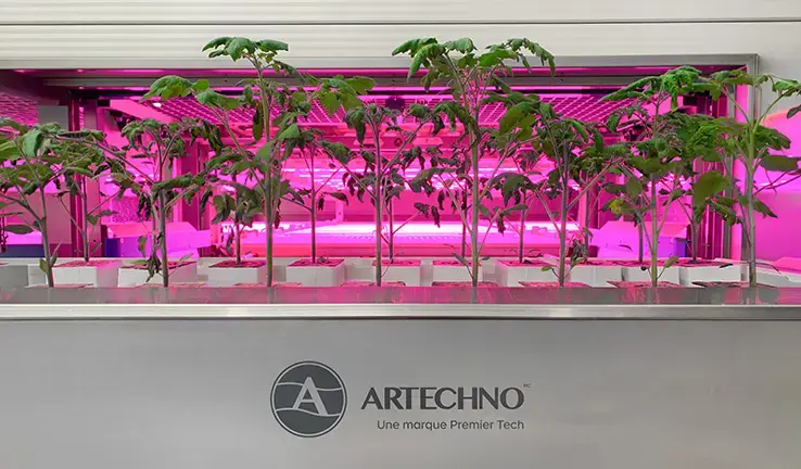 Vertical tomato cultivation in a controlled environment
