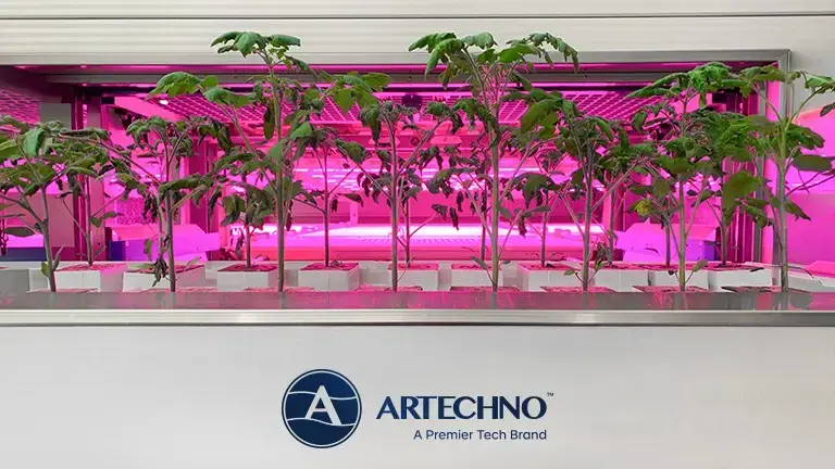Vertical tomato cultivation in a controlled environment